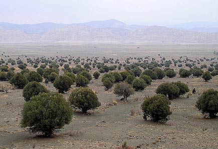 pakistan Tree